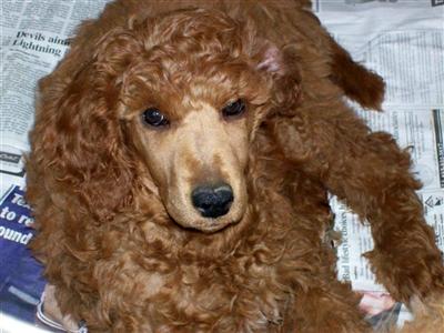 Puppies in Amenia